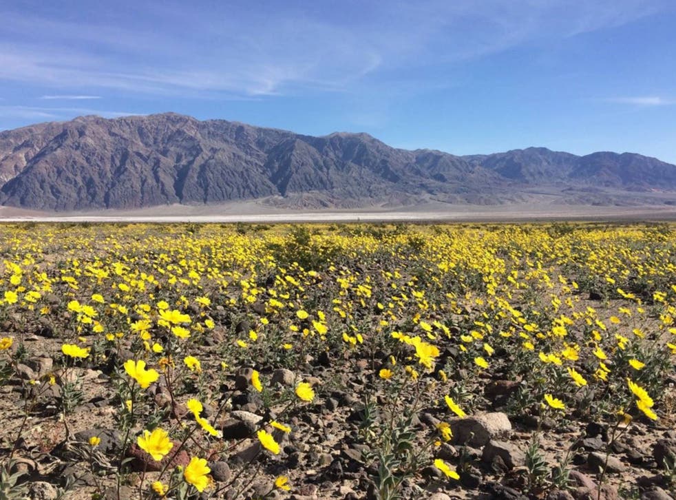 Death Valley The Hottest Place On Earth Is Covered In Wildflowers After Heavy Autumn Rain The Independent The Independent