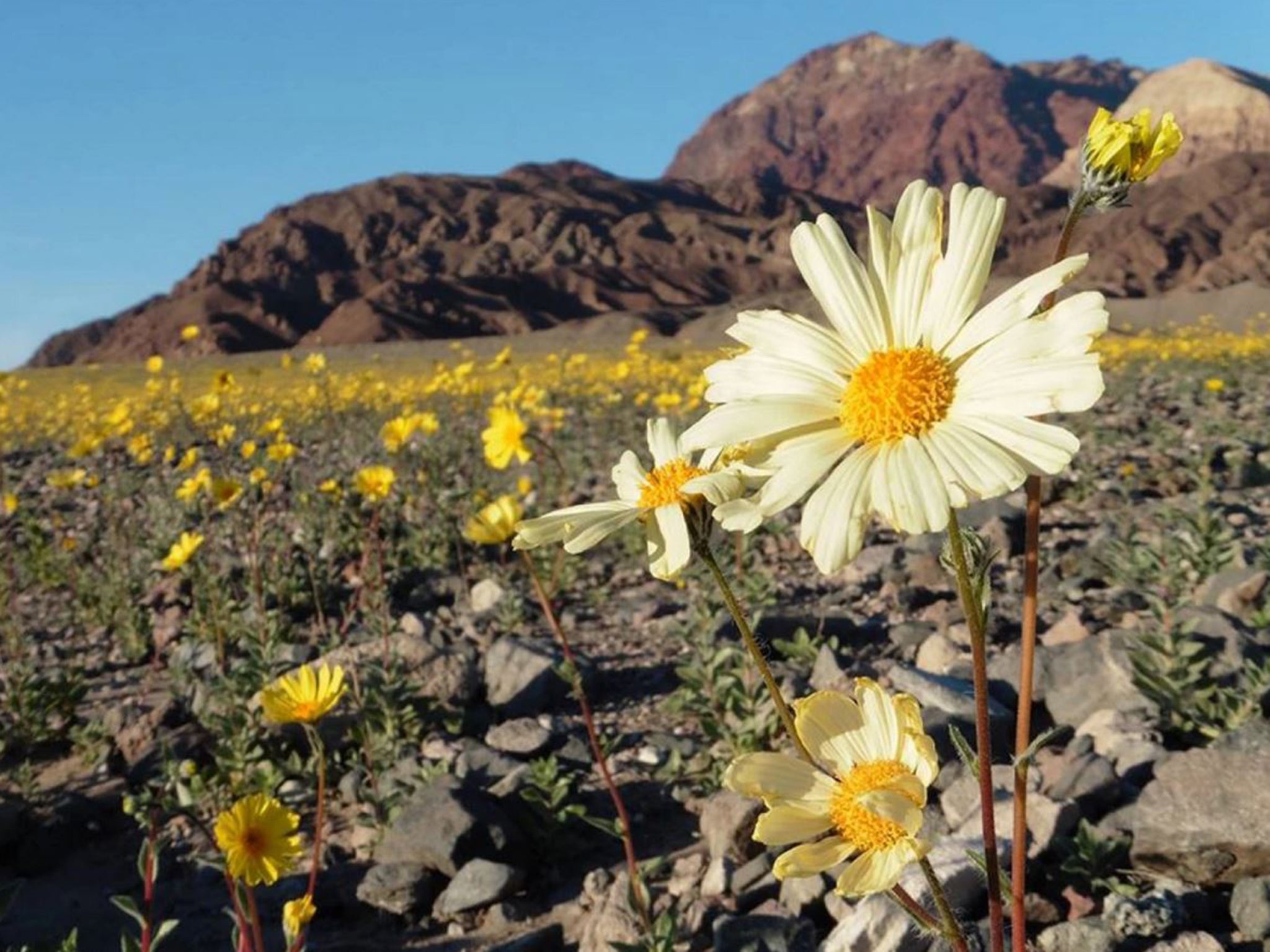 Facebook/Death Valley National Park