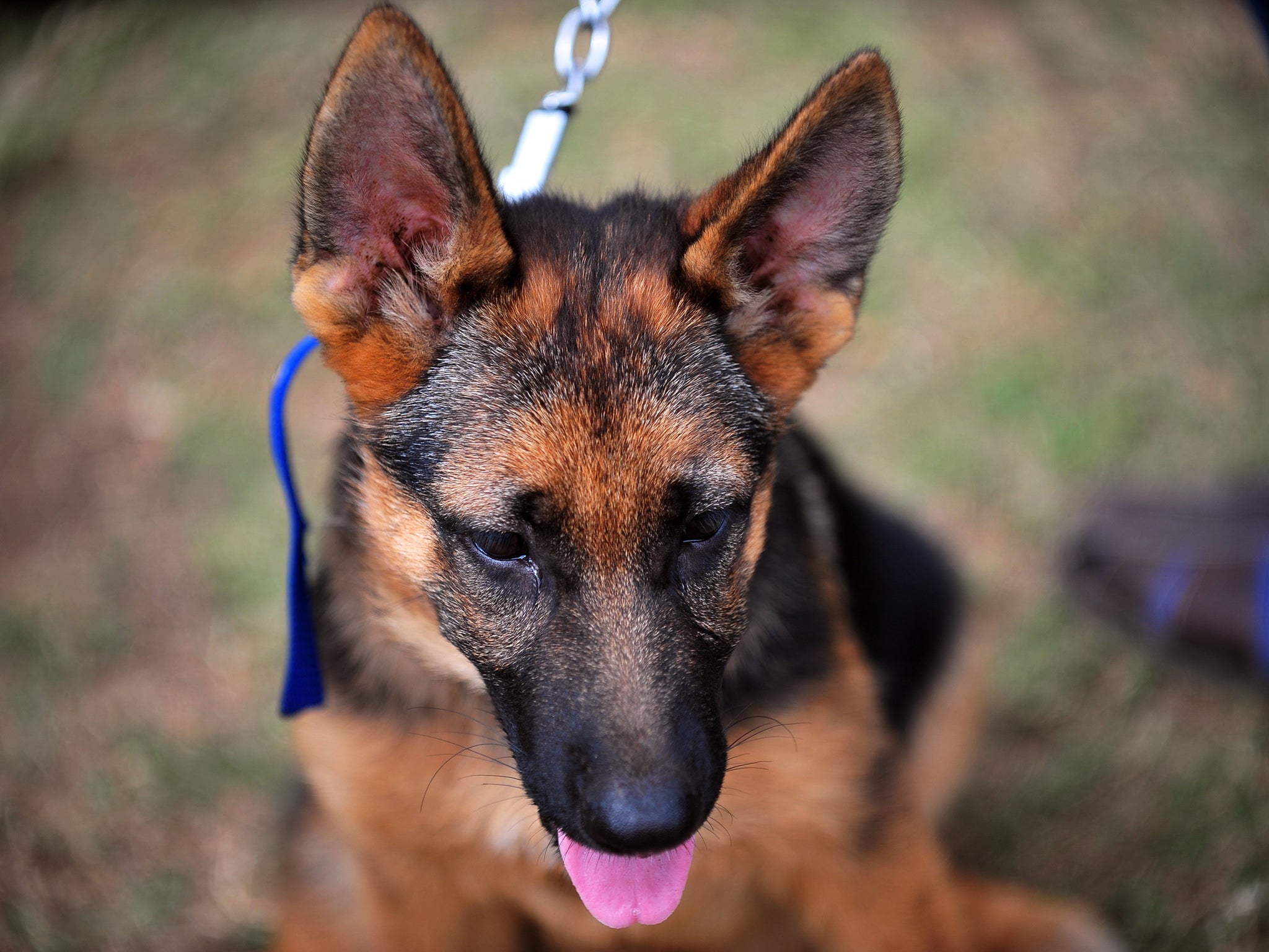 Today's German shepherds are bred to be considerably larger than 100 years ago