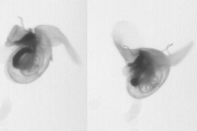 Stills from the high-speed film shows the sea butterfly 'flapping' its way through the water