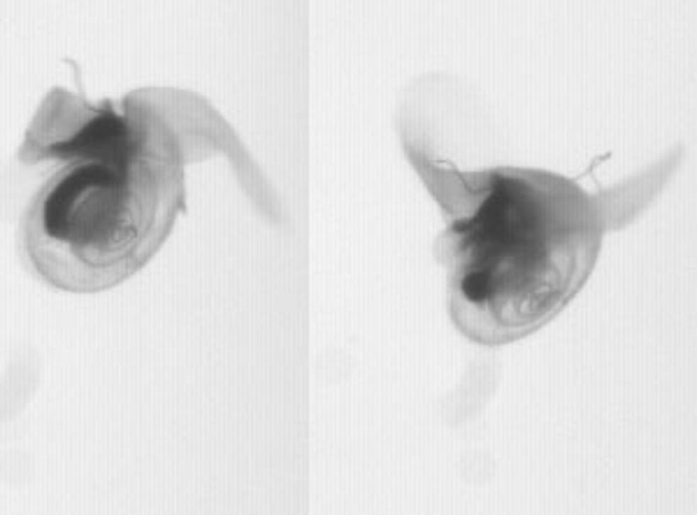 Stills from the high-speed film shows the sea butterfly 'flapping' its way through the water