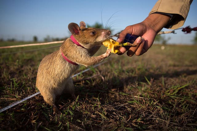 Rat-like cunning: a mine detection rat is given banana as a reward after successfully identifying a landmine in Cambodia