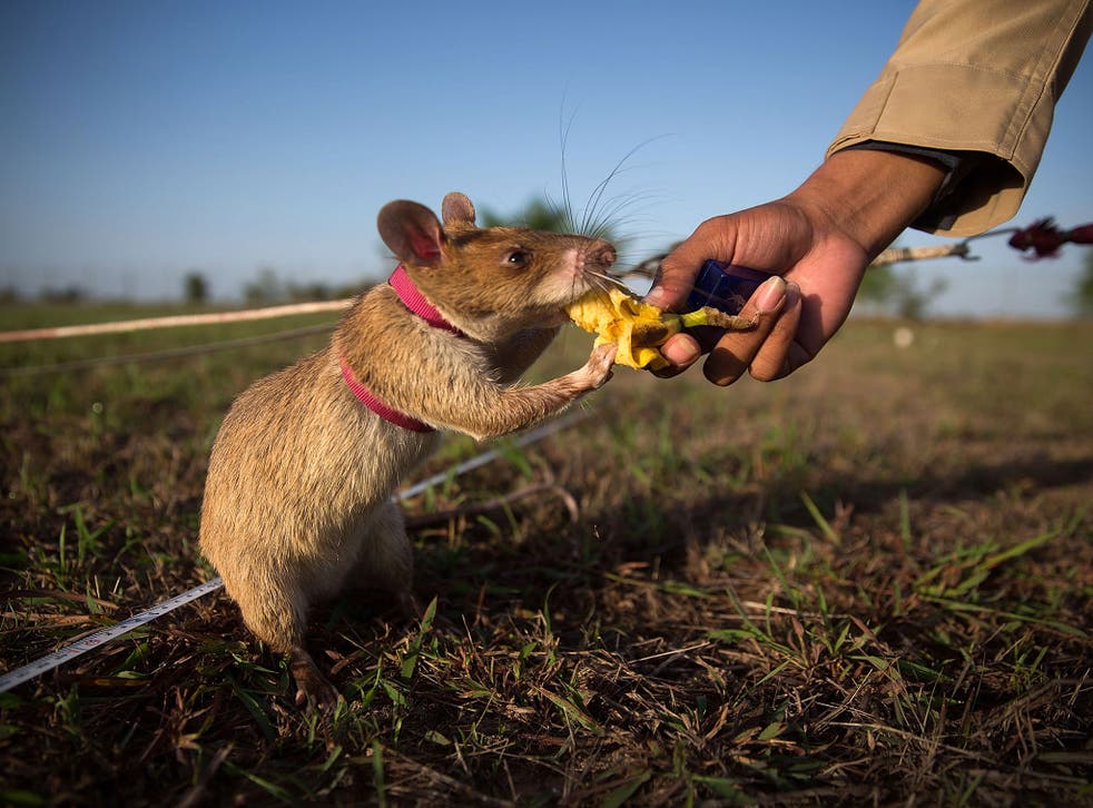 Rat-like cunning: a mine detection rat is given banana as a reward after successfully identifying a landmine in Cambodia