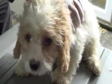RSCPA warns demand for designer dogs is ‘fuelling puppy farms’