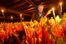 Anna Pavord: How to get the most out of rhubarb