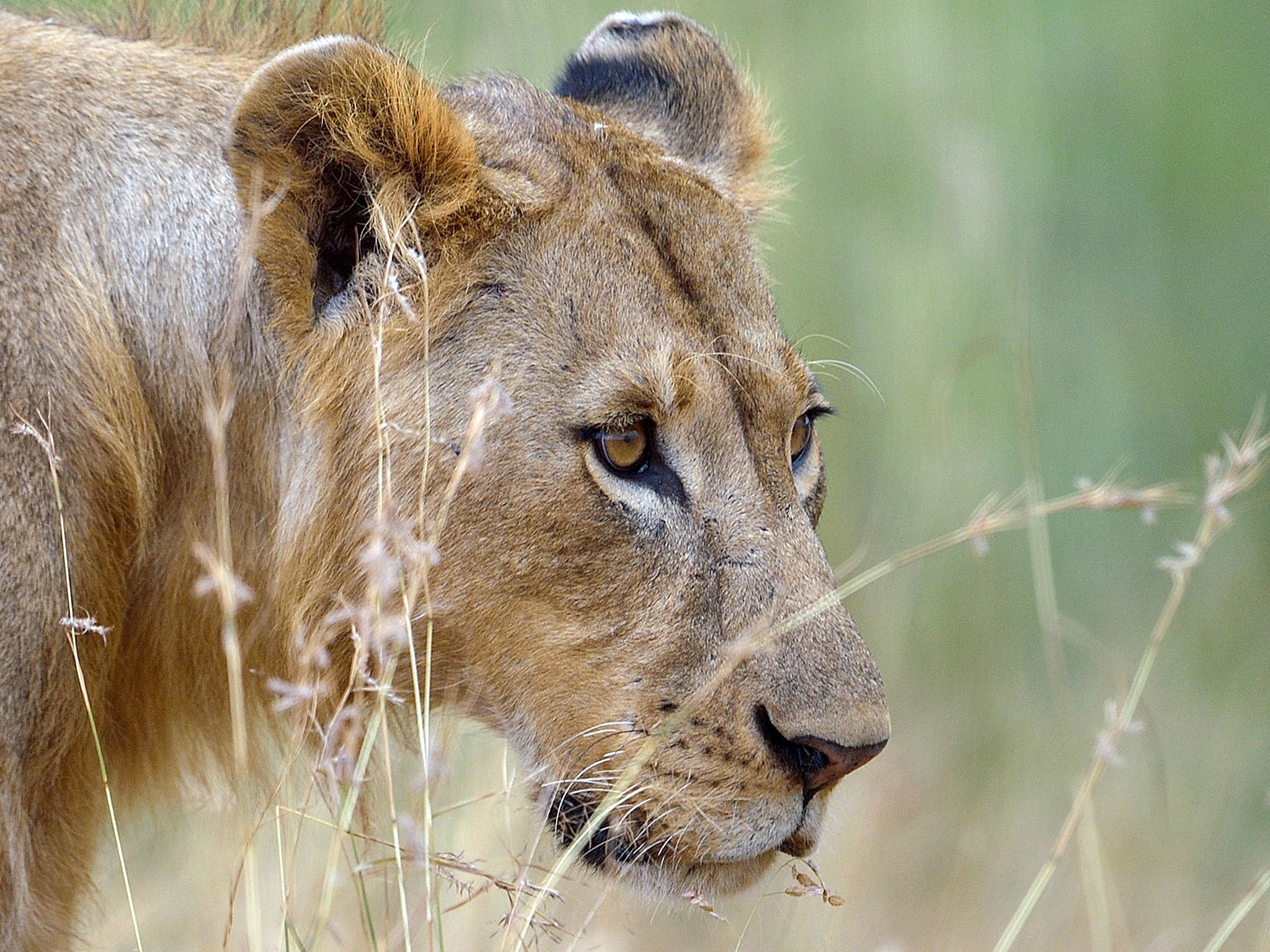 A lion pictured at Nairobi National Park in Kenya last year