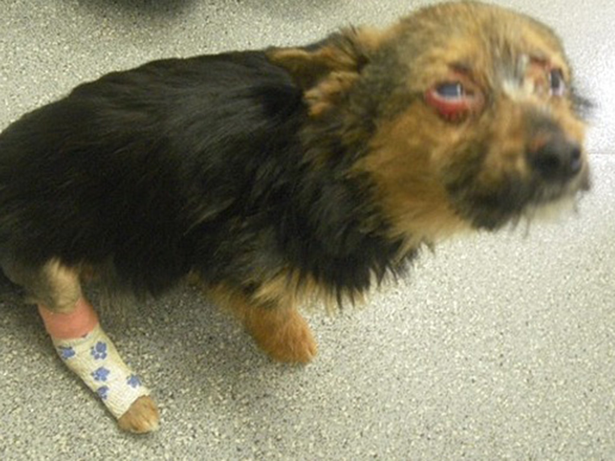 Chunky the dog was beaten and set on fire