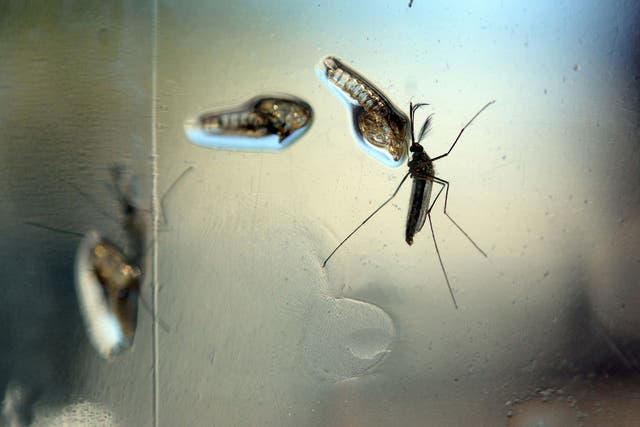 The Aedes Aegypti mosquito, which spreads the Zika virus, is photographed in a laboratory.