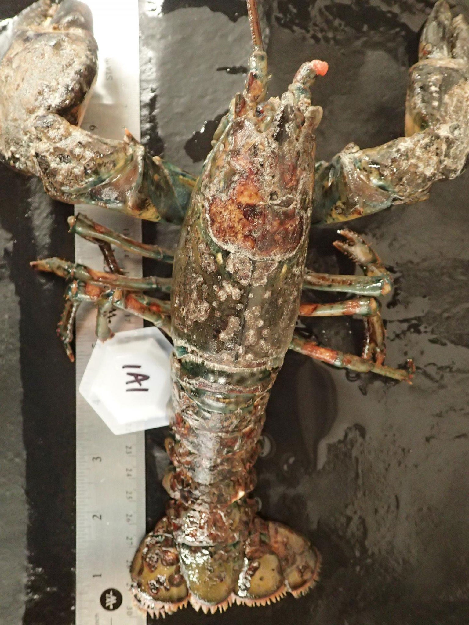 A lobster severely infected with epizootic shell disease