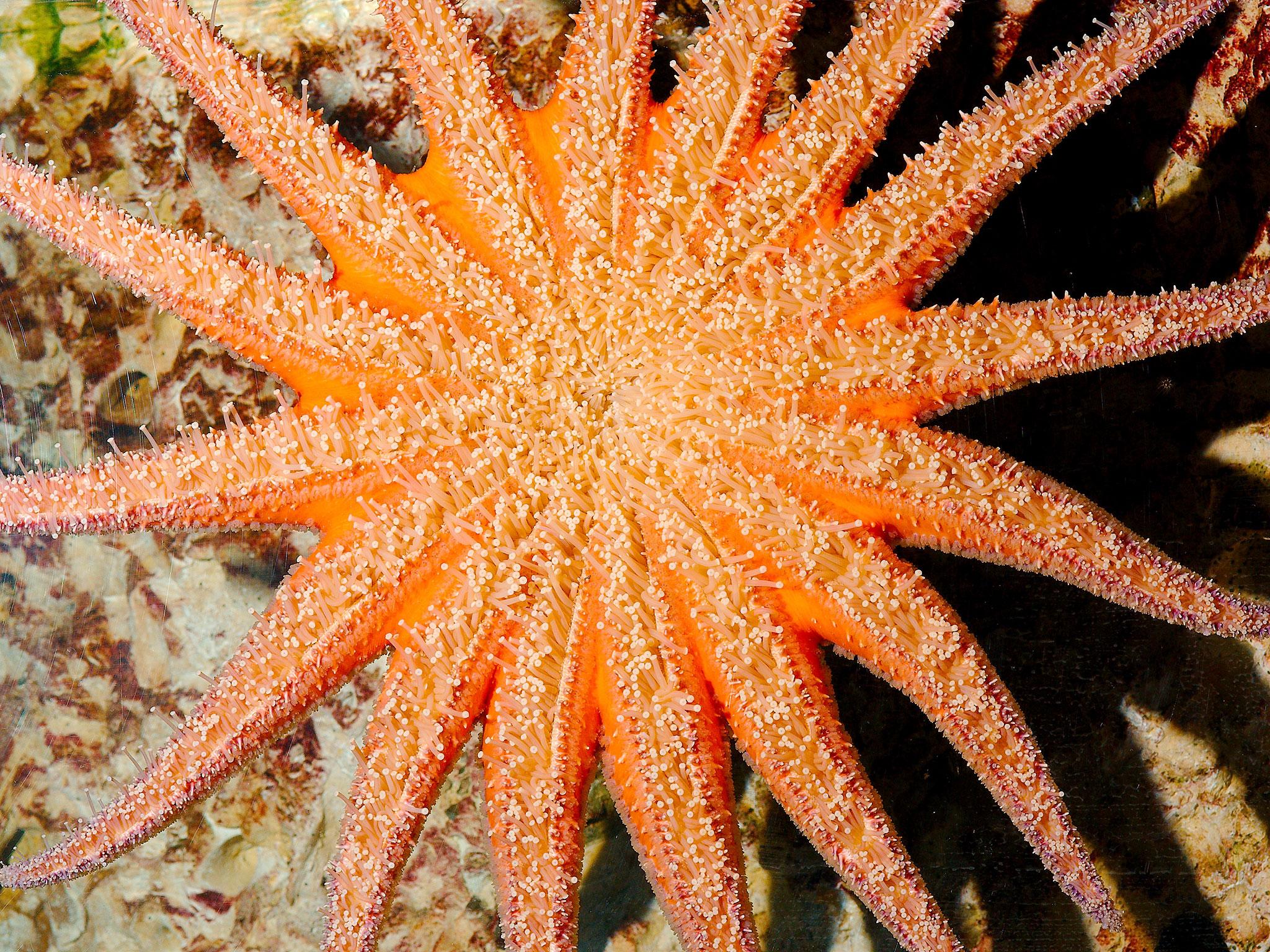 A Sunflower starfish, which have now disappeared from north-west coast of the USA