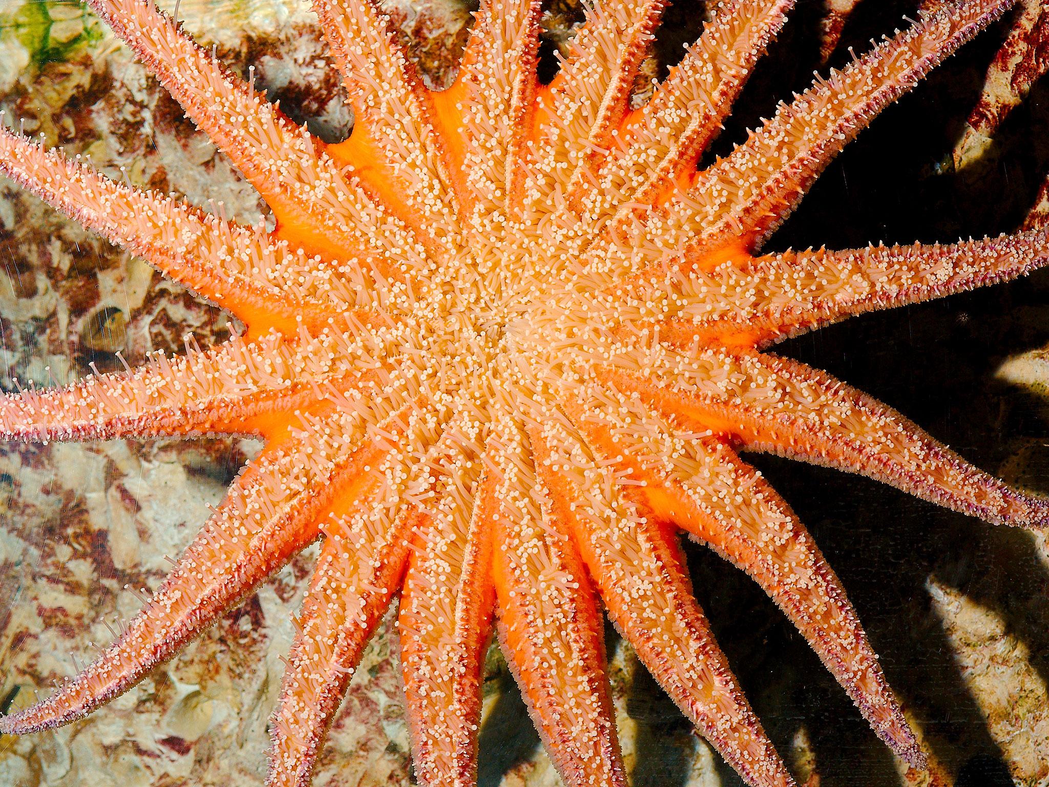 Starfish Eating Whale