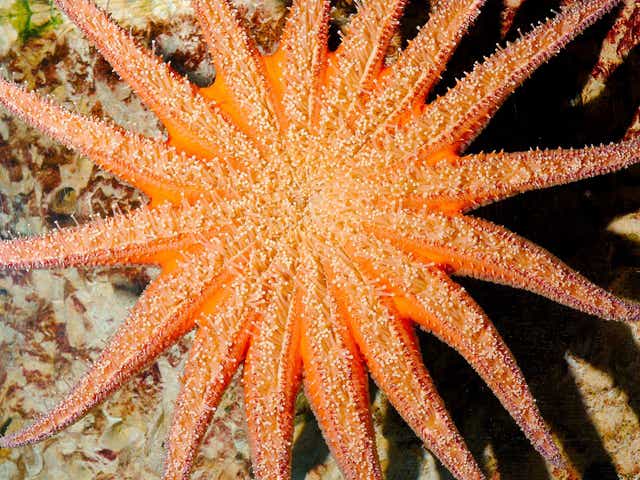 Sunflower starfish were found to have disappeared from the Salish Sea