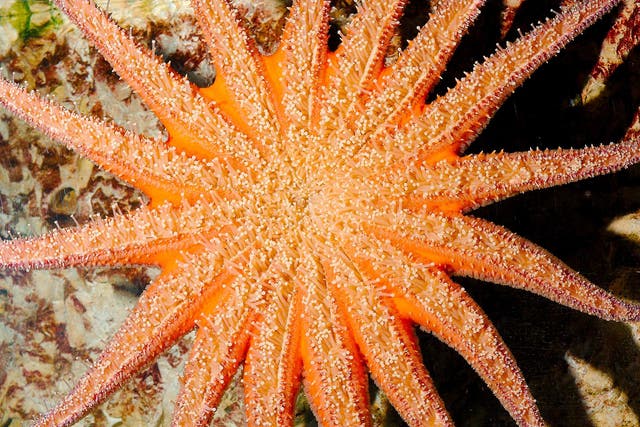 A Sunflower starfish, which have now disappeared from north-west coast of the USA