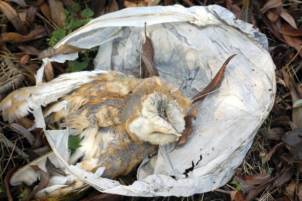 An owl strangled by the wiring of a sky lantern