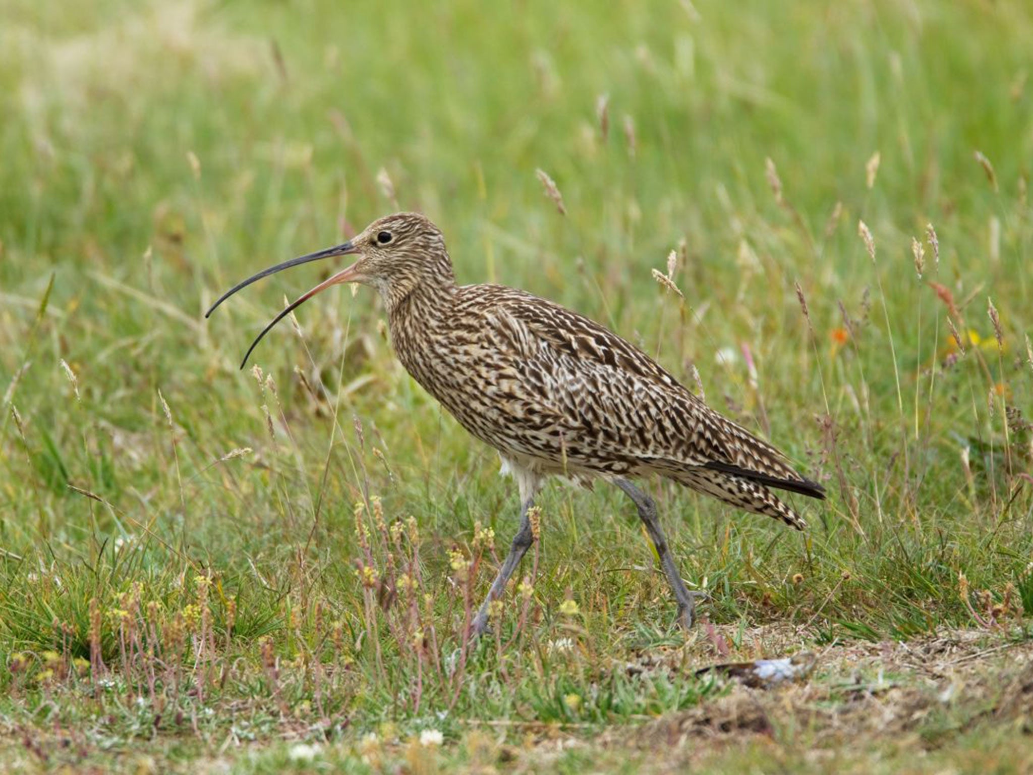 Curlews, described as the sound of the British wilderness, are in trouble
