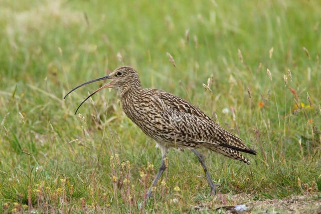 Curlews, described as the sound of the British wilderness, are in trouble