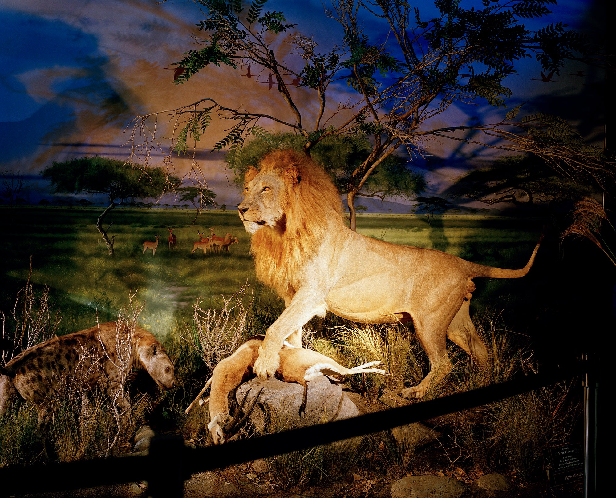 'Lion' by British photographer David Chancellor is shortlisted in the Professional Campaign category