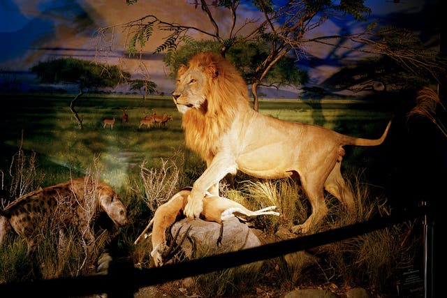 'Lion' by British photographer David Chancellor is shortlisted in the Professional Campaign category