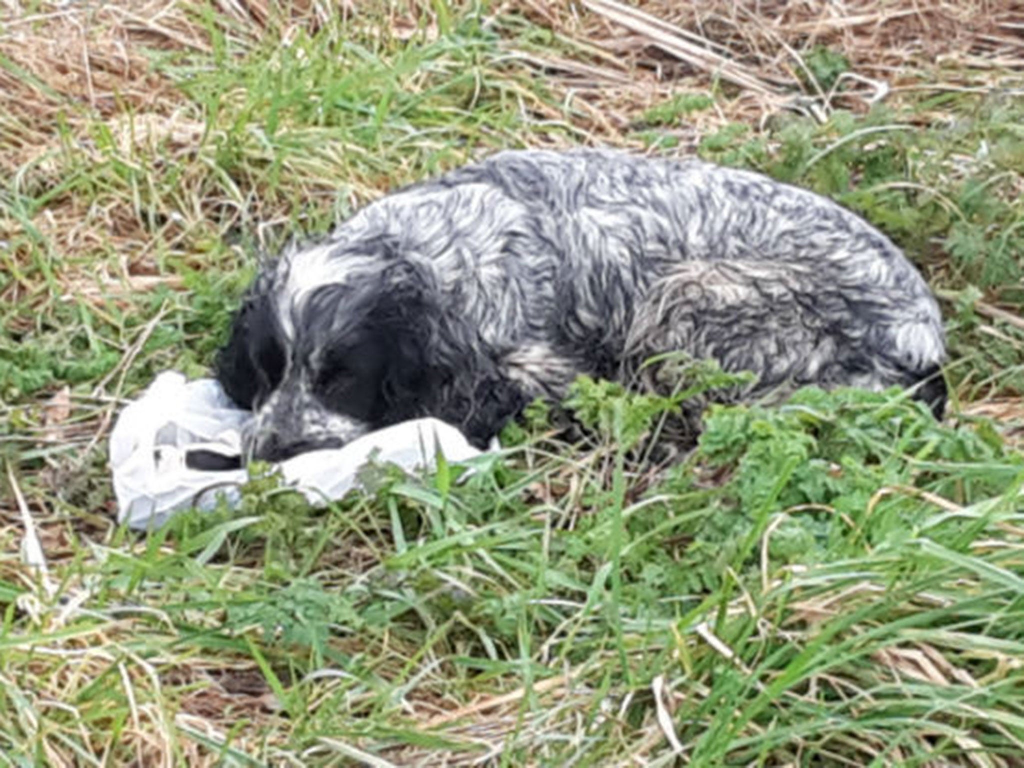 The spaniel was found along with her dead puppies in a chip shop bag