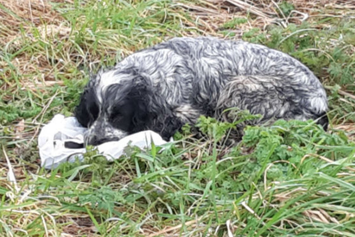 Spaniel dumped by roadside with dead puppies in a bag found with 'tears ...