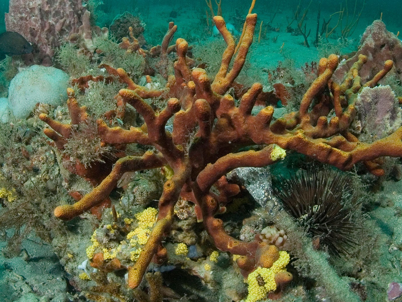 Aplysina fulva, a type of sponge characterized by long rope-like branches. This specimen lives within Gray's Reef National Marine Sanctuary off the coast of Georgia.