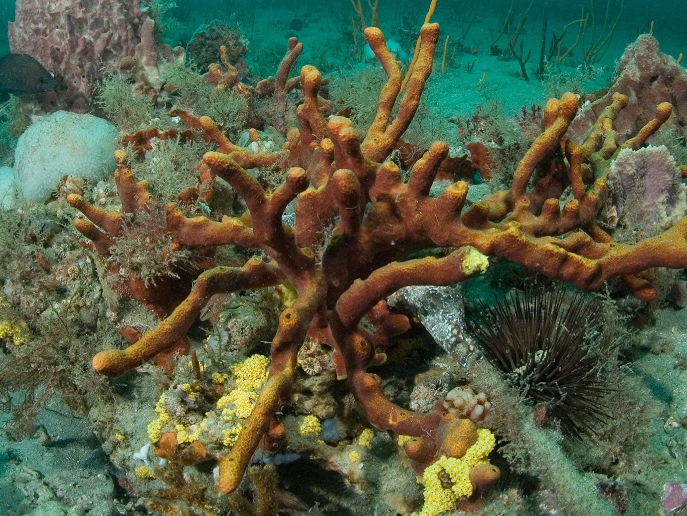 sponges that live in the sea