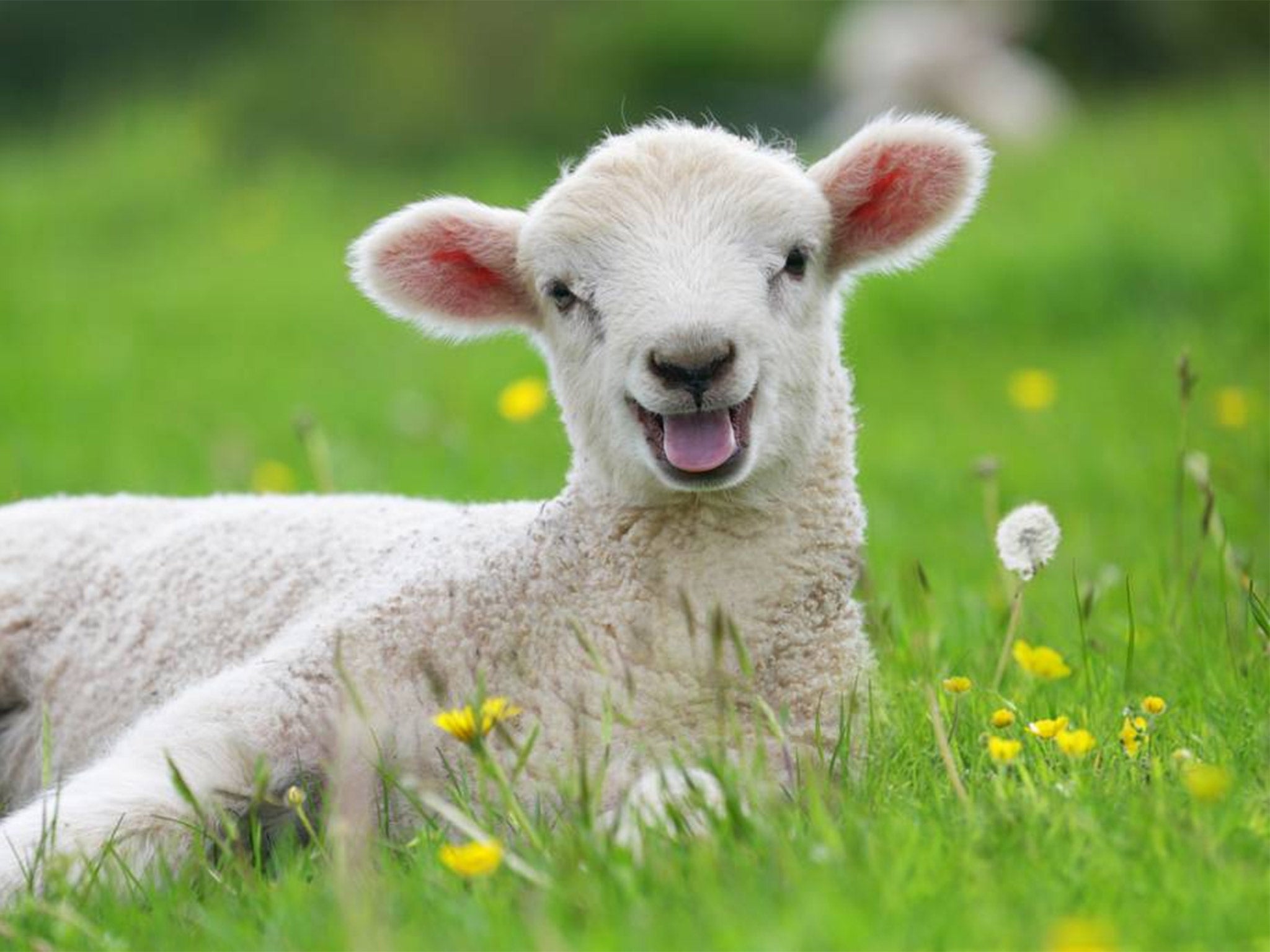 The lamb was reportedly just about to be killed and eaten as police arrived at the property (file photo)