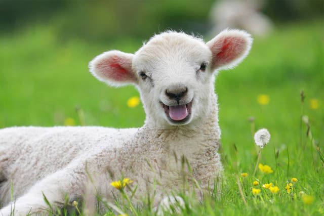 The lamb was reportedly just about to be killed and eaten as police arrived at the property (file photo)