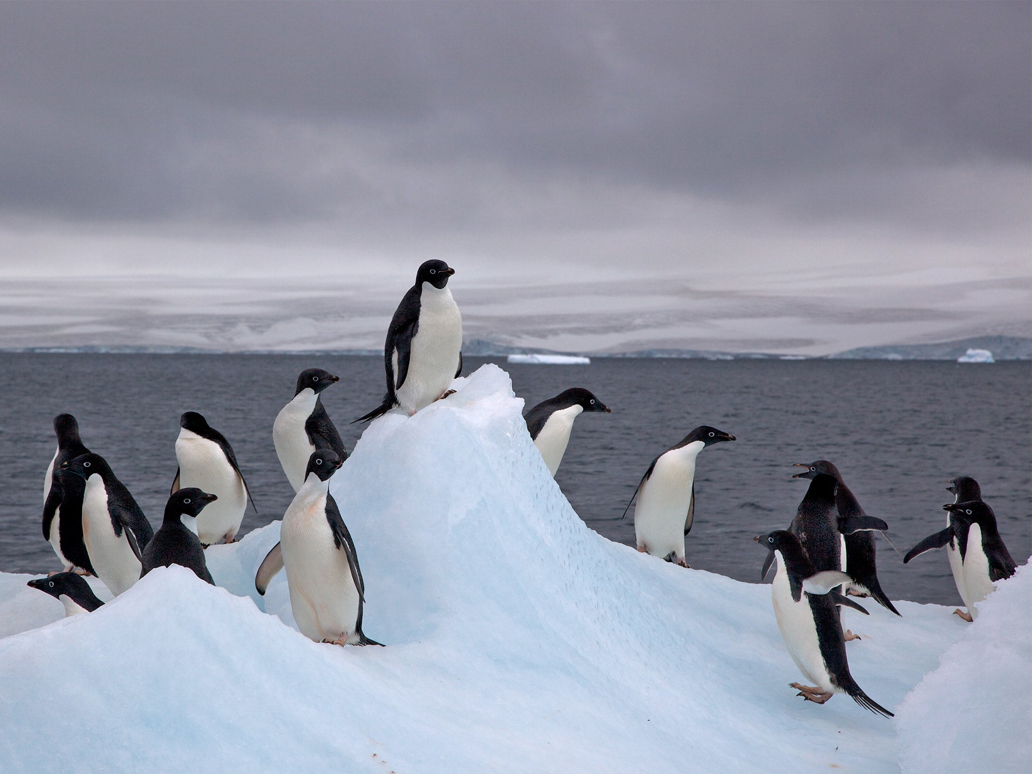 Scientists still know little about how the penguins emigrate between colonies