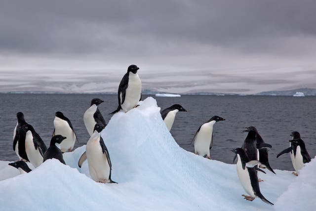 Scientists still know little about how the penguins emigrate between colonies