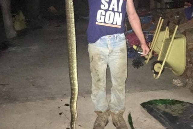 The snake responsible for the bite