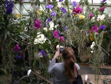 Anna Pavord: 'Kew's Orchid Festival is a wonderful display'