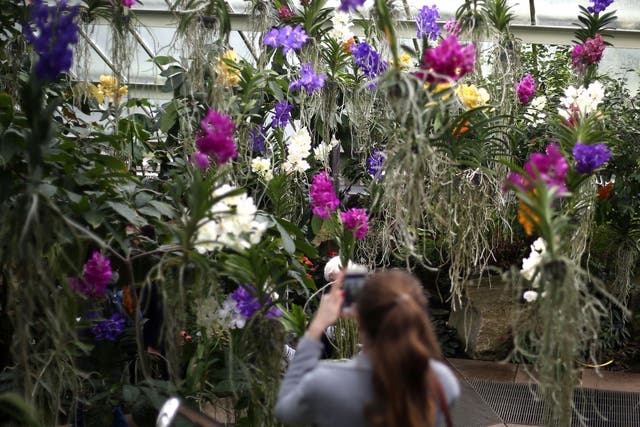 The colourful, Brazil-themed orchid display at the Royal Botanic Gardens, Kew