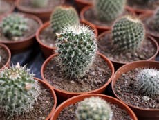 Woman sentenced for attempting to smuggle hundreds of cacti in her tights into New Zealand