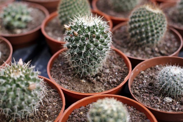 Cacti conserve water in order to survive in hot and dry environments