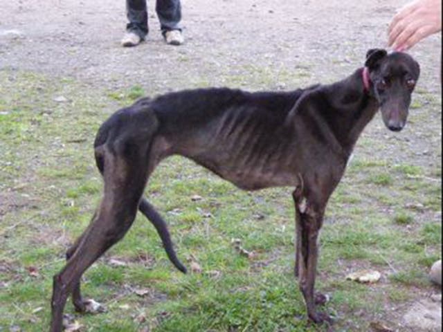 Greyhounds could be suffering behind the scenes at racecourses; many are neglected or abandoned when they are too old to compete