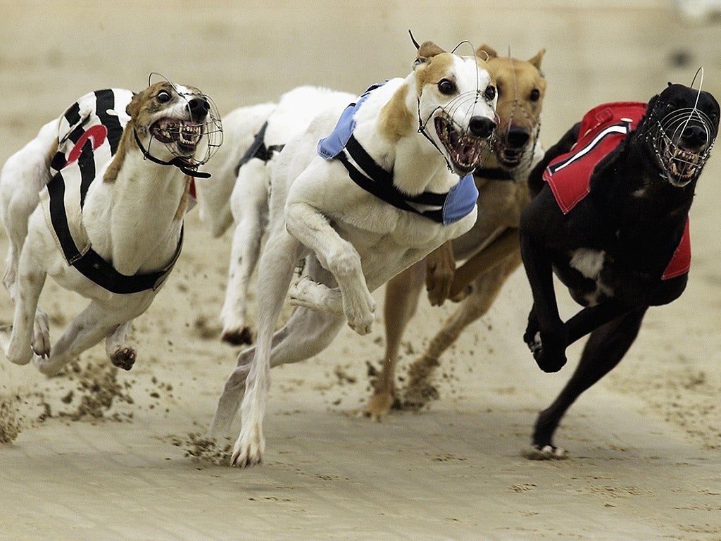 Greyhounds in action during a race at Hove