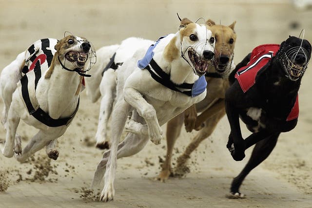 Greyhounds in action during a race at Hove