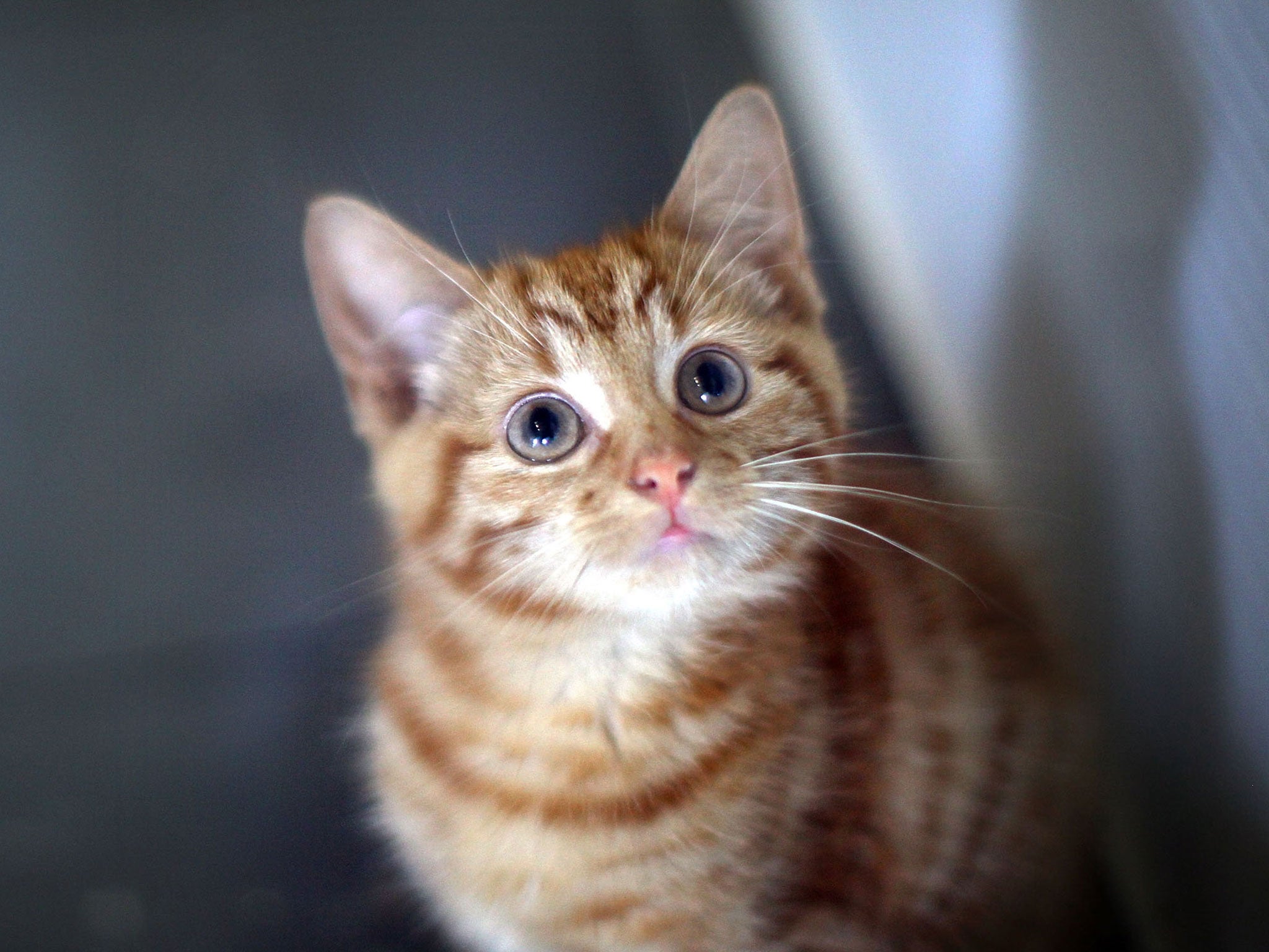 Feed your cat five times a day to keep it healthy, scientists recommend