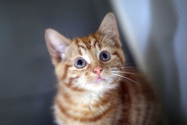 A ginger kitten 