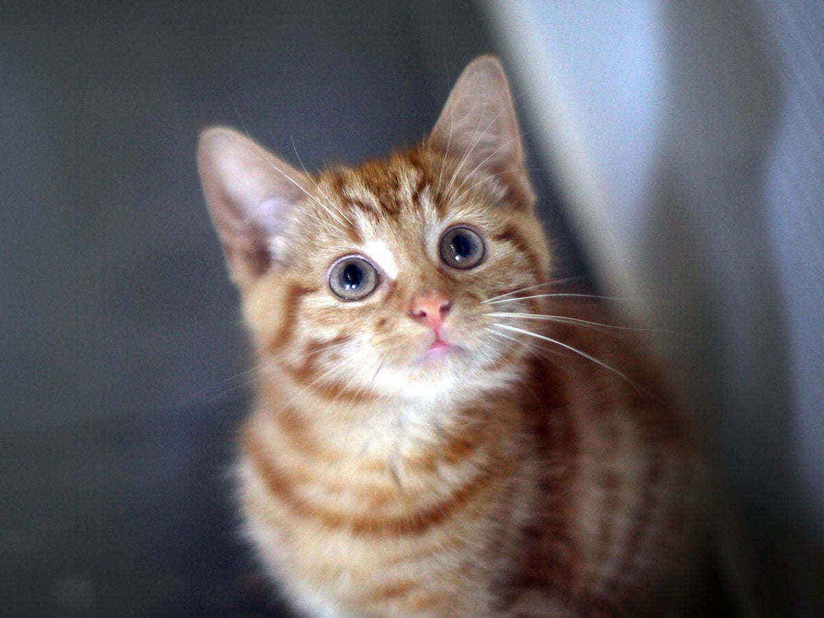 Cat experts reveal the meaning behind different meows | The Independent |  The Independent