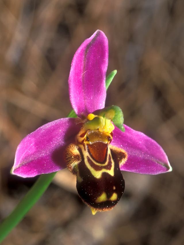 Deceptive creatures: the bee orchid has evolved to look like its namesake