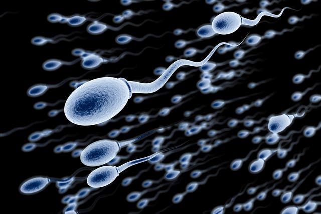 The new technique for creating sperm cells could allow infertile men to become fathers
