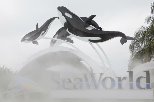 The 24 killer whales currently at the company's theme parks in California, Texas and Florida will be the last generation of orcas at SeaWorld