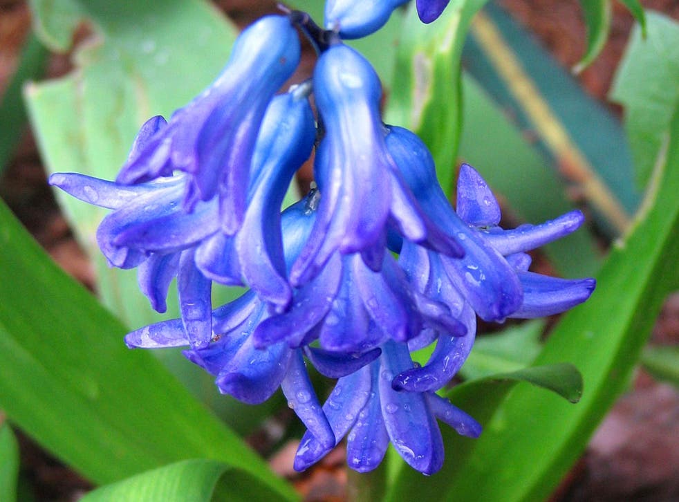 Emma’s blue hyacinths give her faith that some things at least will remain the same