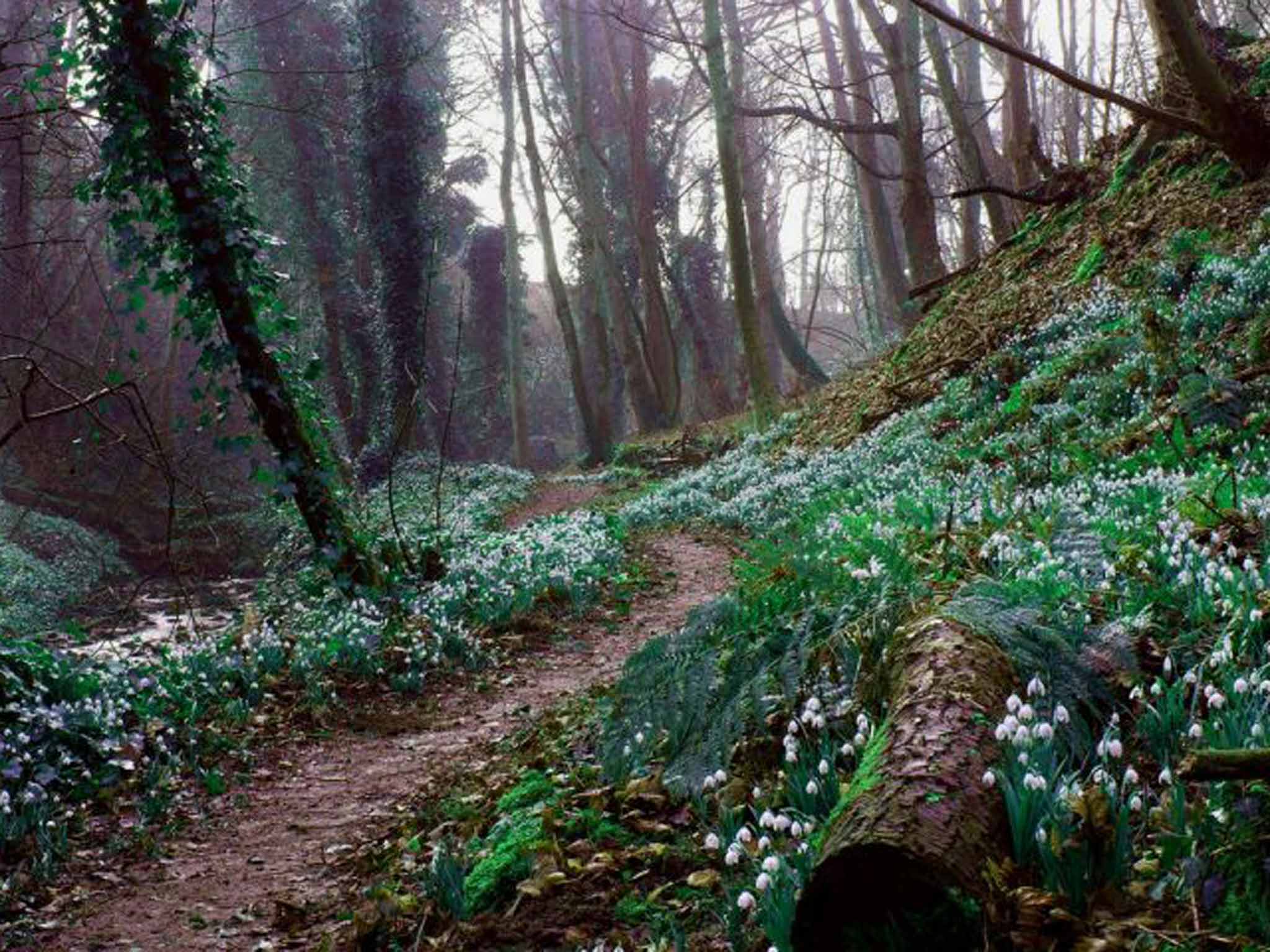 Scottish Snowdrop Festival