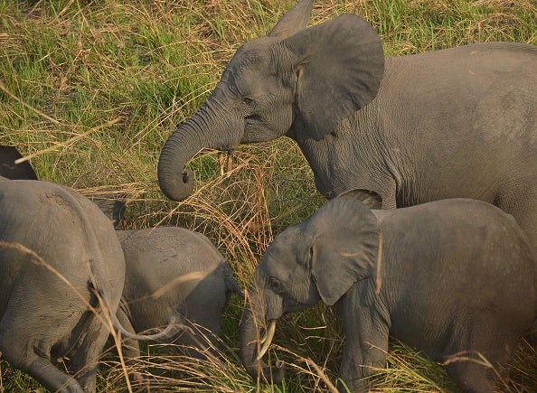 A family of elephants is pictured in the Garamba National Park, Democratic Republic of Congo in February 2016
