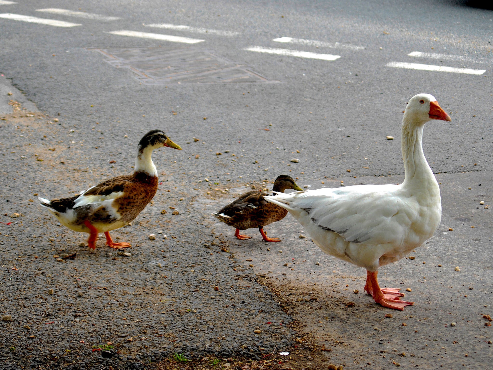 The goose was a popular local figure and was often seen guiding young birds across the road
