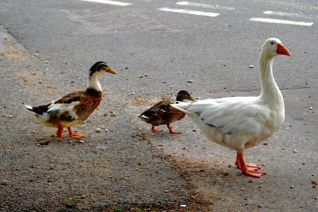 The goose was a popular local figure and was often seen guiding young birds across the road