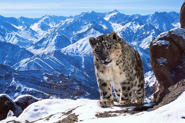 Planet Earth II promises to be even more spectacular than its predecessor thanks to developments in camera technology